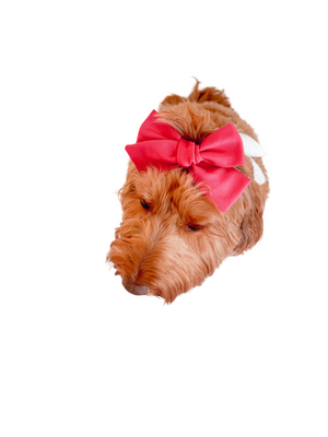 FUSHIA BOW